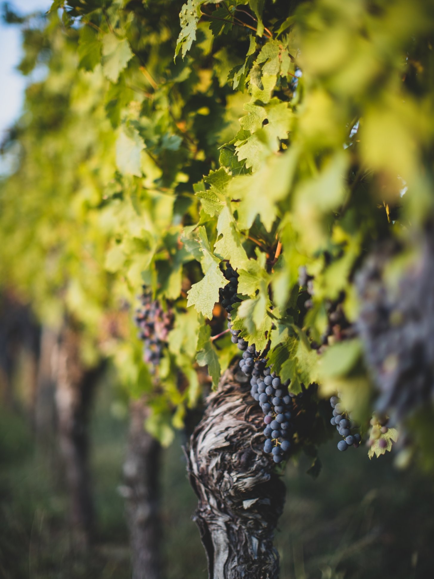 jonathan-farber-Tht21_XTkQE-unsplash